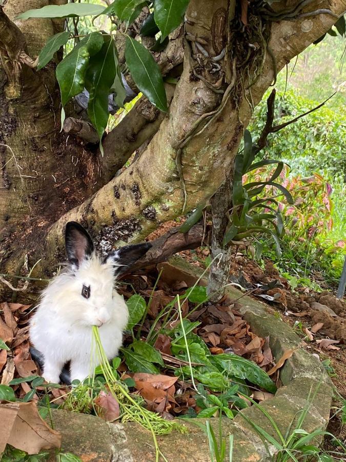 Hospedagem Recanto Das Orquideas Quatis Kültér fotó